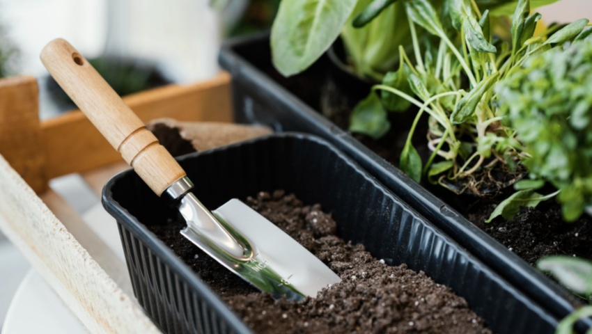 Planta tu jardín